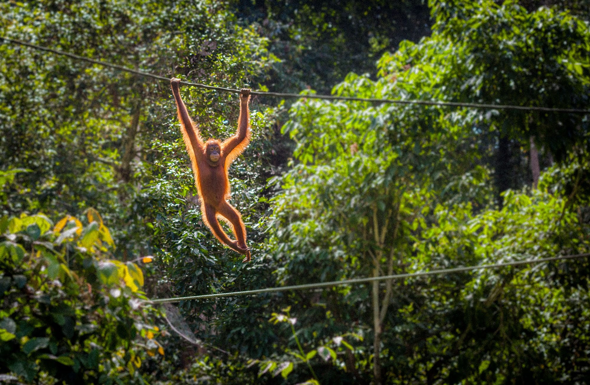 Sepilok-Orang-Utan-Head